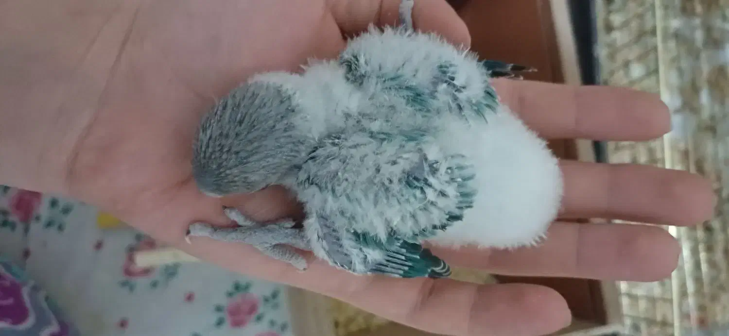 جوجه طوطی برزیلی|پرنده|قدس, شهرقدس|دیوار