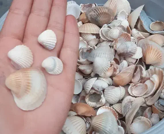 صدف|صنایع دستی و سایر لوازم تزئینی|اهر, |دیوار