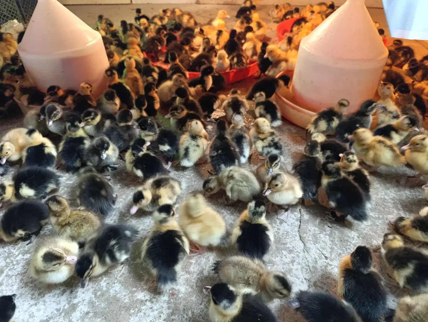 جوجه اردک|حیوانات مزرعه|دابودشت, |دیوار