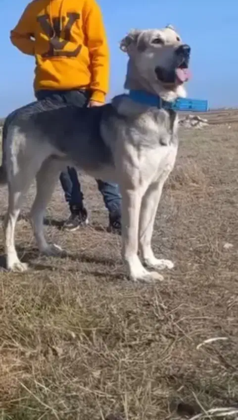 واگذاری سگ ۱۵ماهه پژدر نسل آبی سقز|سگ|اردبیل, |دیوار