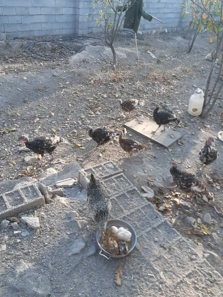 بوقلمون|حیوانات مزرعه|مشگین شهر, |دیوار