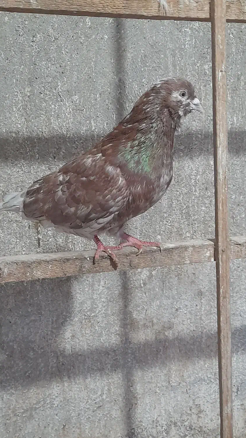 کبوتر های پروازی سنگین|پرنده|رشت, آتشگاه|دیوار