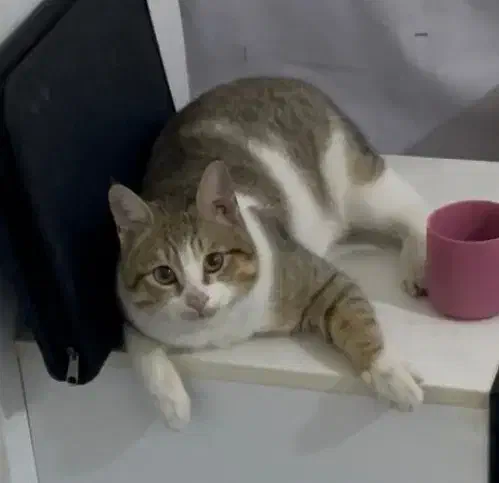 گربه گمشده|حیوانات|بندر امام خمینی, |دیوار