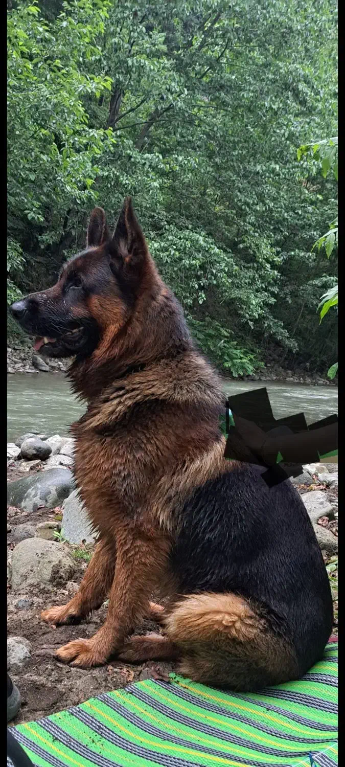 پیدا کردن جفت|سگ|بندر انزلی, پاسداران|دیوار