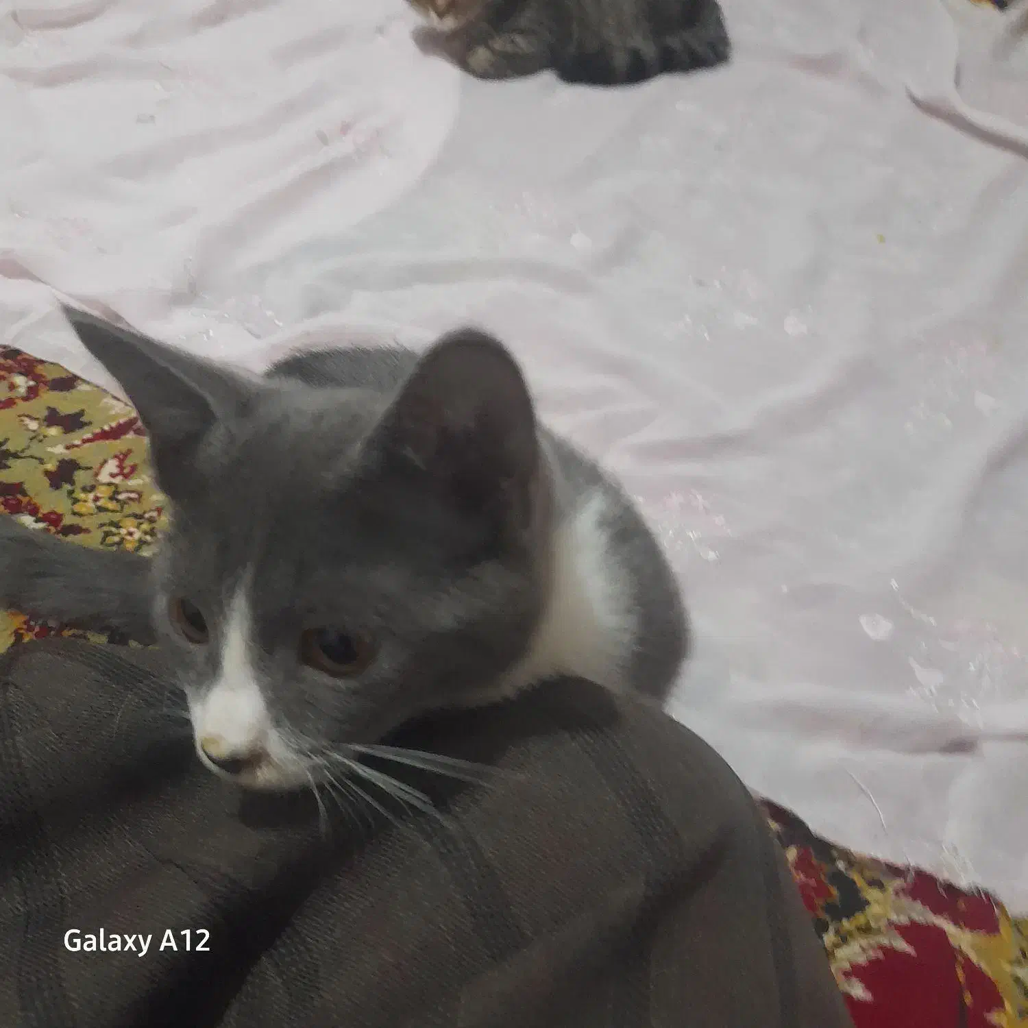 واگذاری بچه گربه|گربه|سروآباد, |دیوار