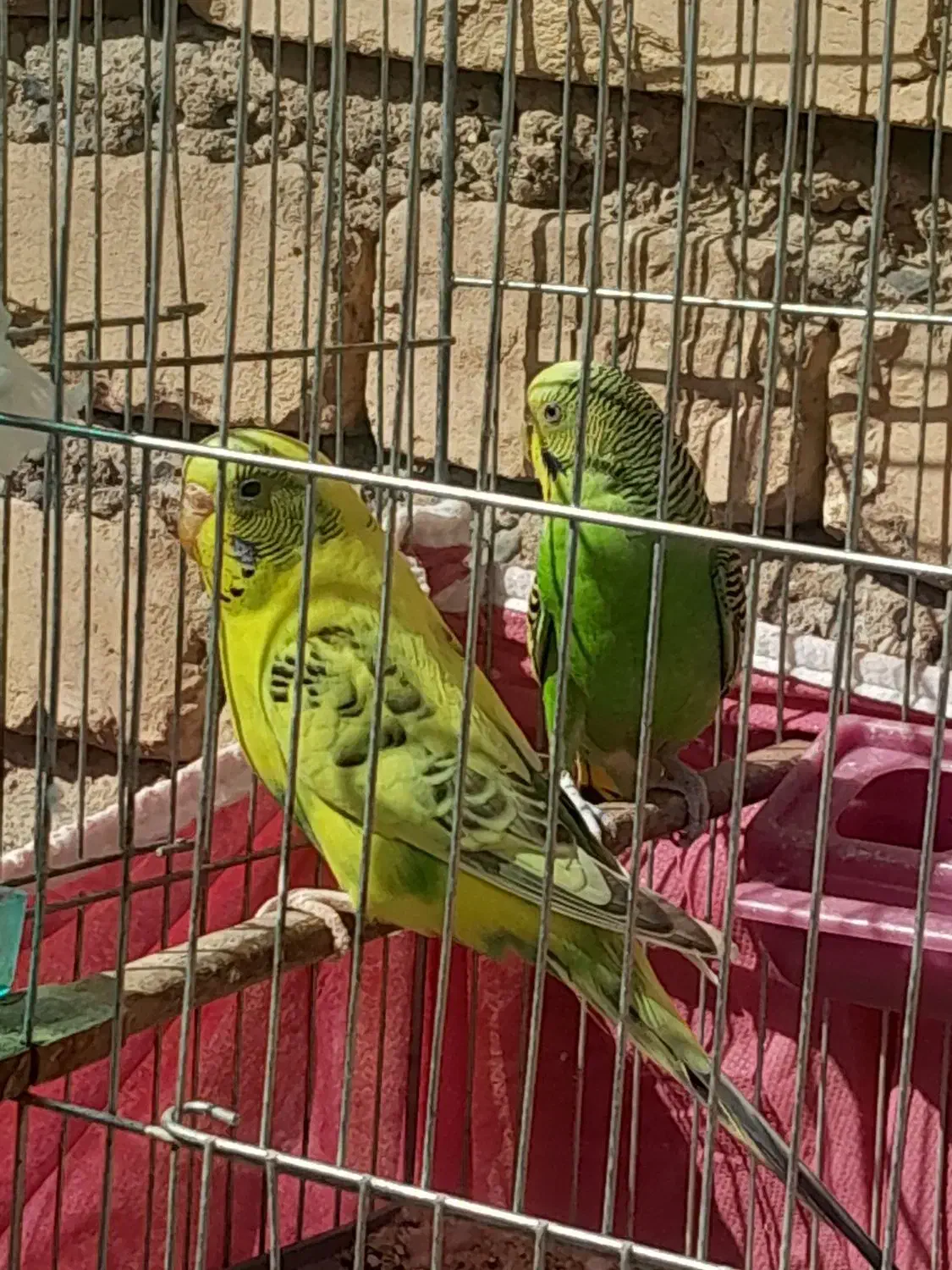 مرغ عشق|پرنده|سیرجان, |دیوار