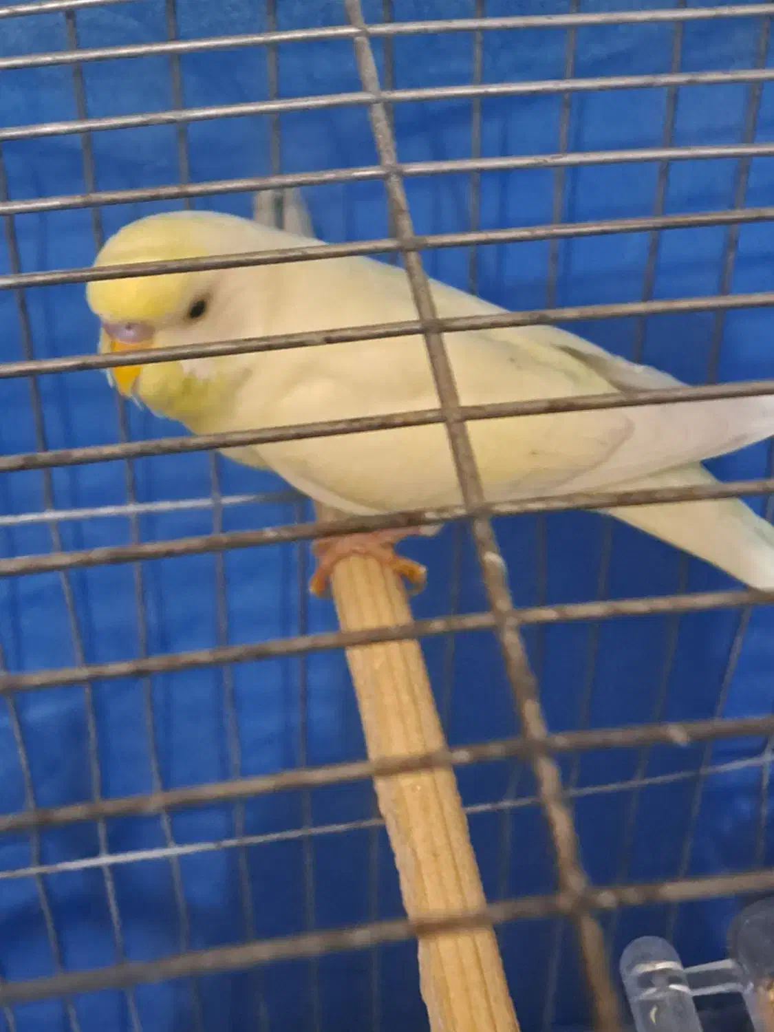 مرغ عشق نر هلندی مست اماده|پرنده|ایرانشهر, |دیوار