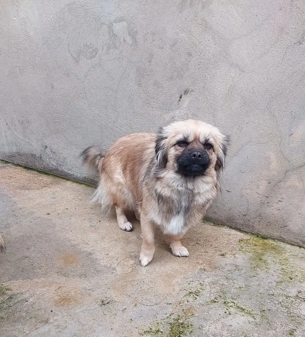 پیکینیز|سگ|بهشهر, |دیوار