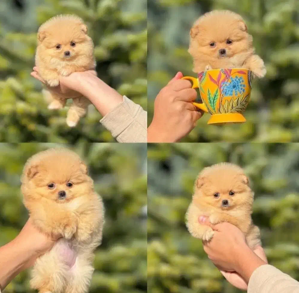 کوچولوهای پشمالو خوشگل روباهی|سگ|نورآباد ممسنی, |دیوار