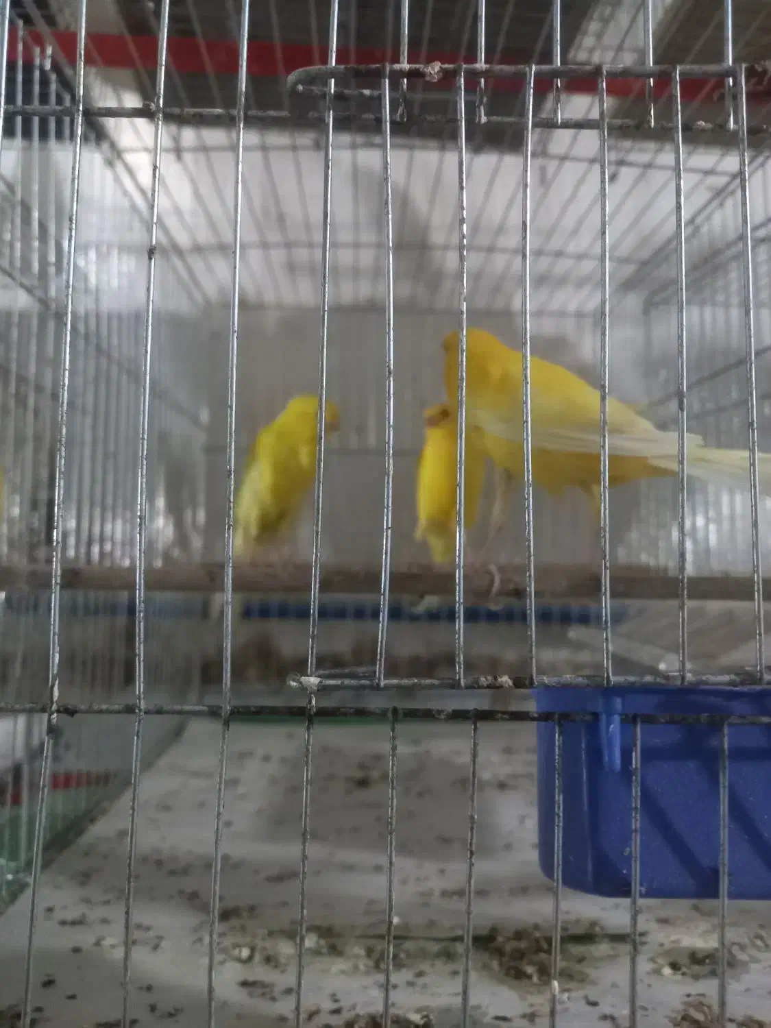 قناری بلند|پرنده|بندر انزلی, ناسیونال|دیوار