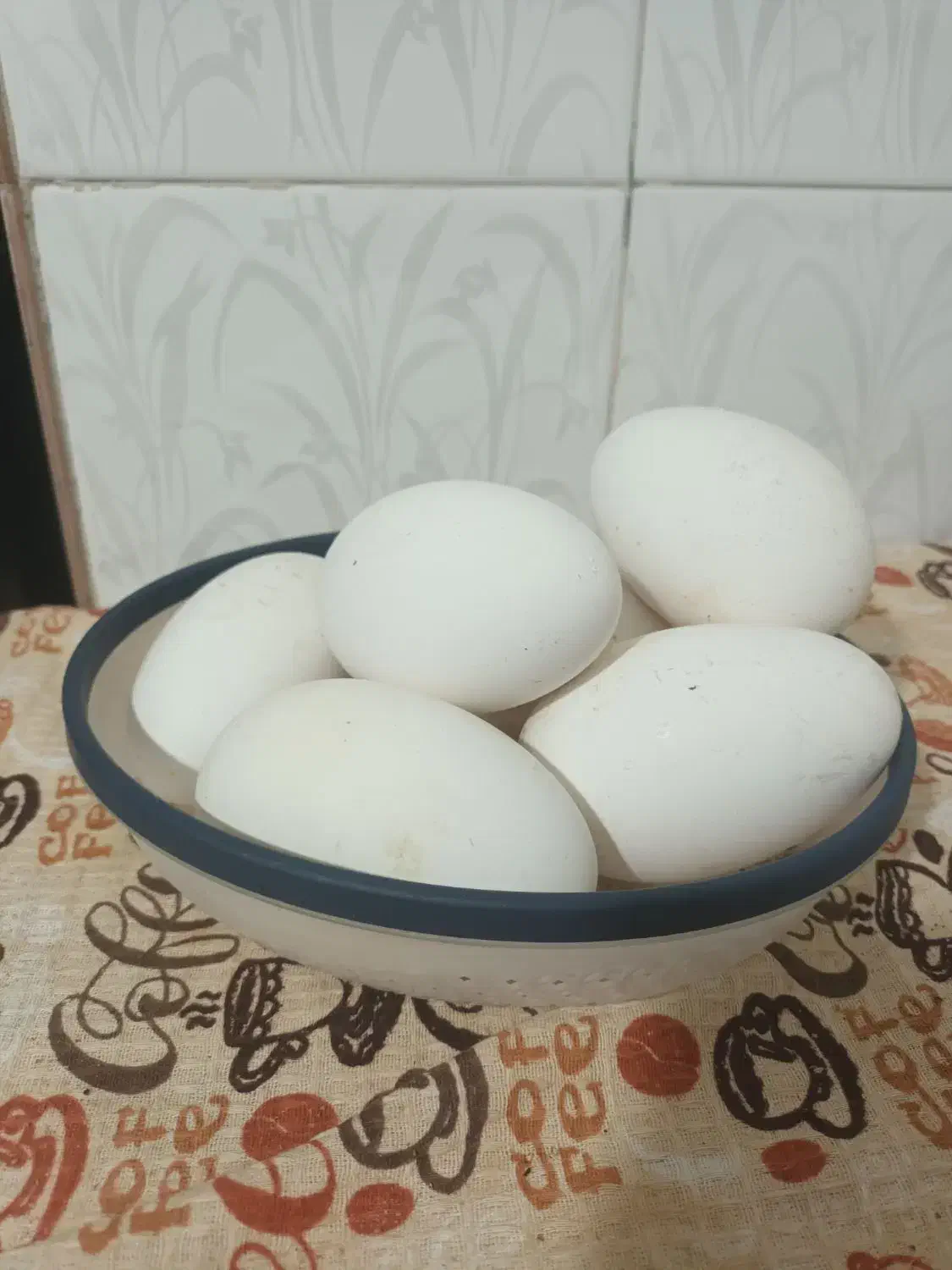 تخم غاز فروشی|حیوانات مزرعه|بجنورد, |دیوار