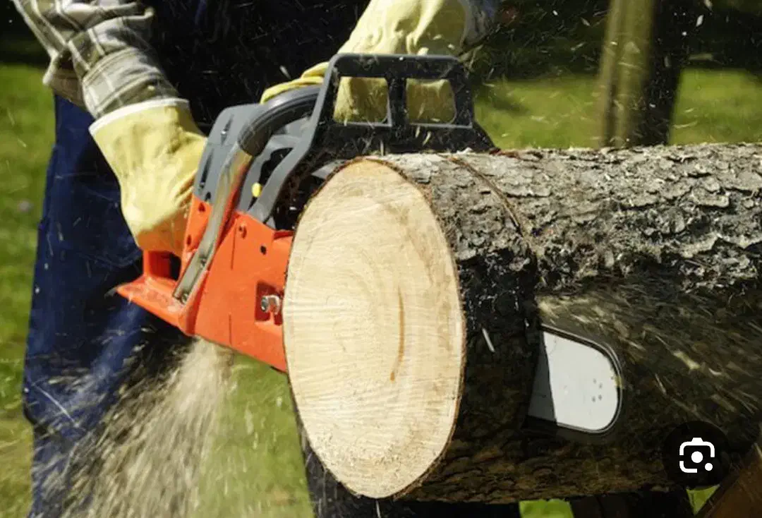 خرید فروش چوب از باغات وخانه های کلنگی|خدمات باغبانی و درختکاری|مرند, |دیوار