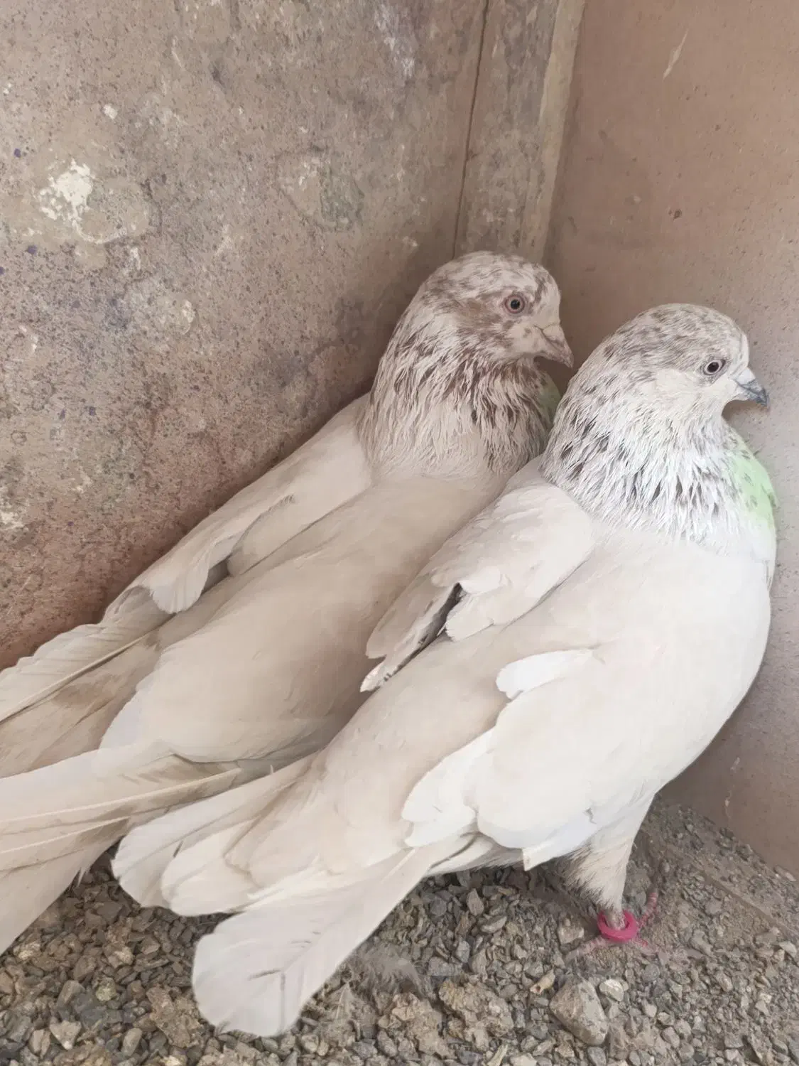 نرو ماده کله برنجی|پرنده|گلپایگان, |دیوار