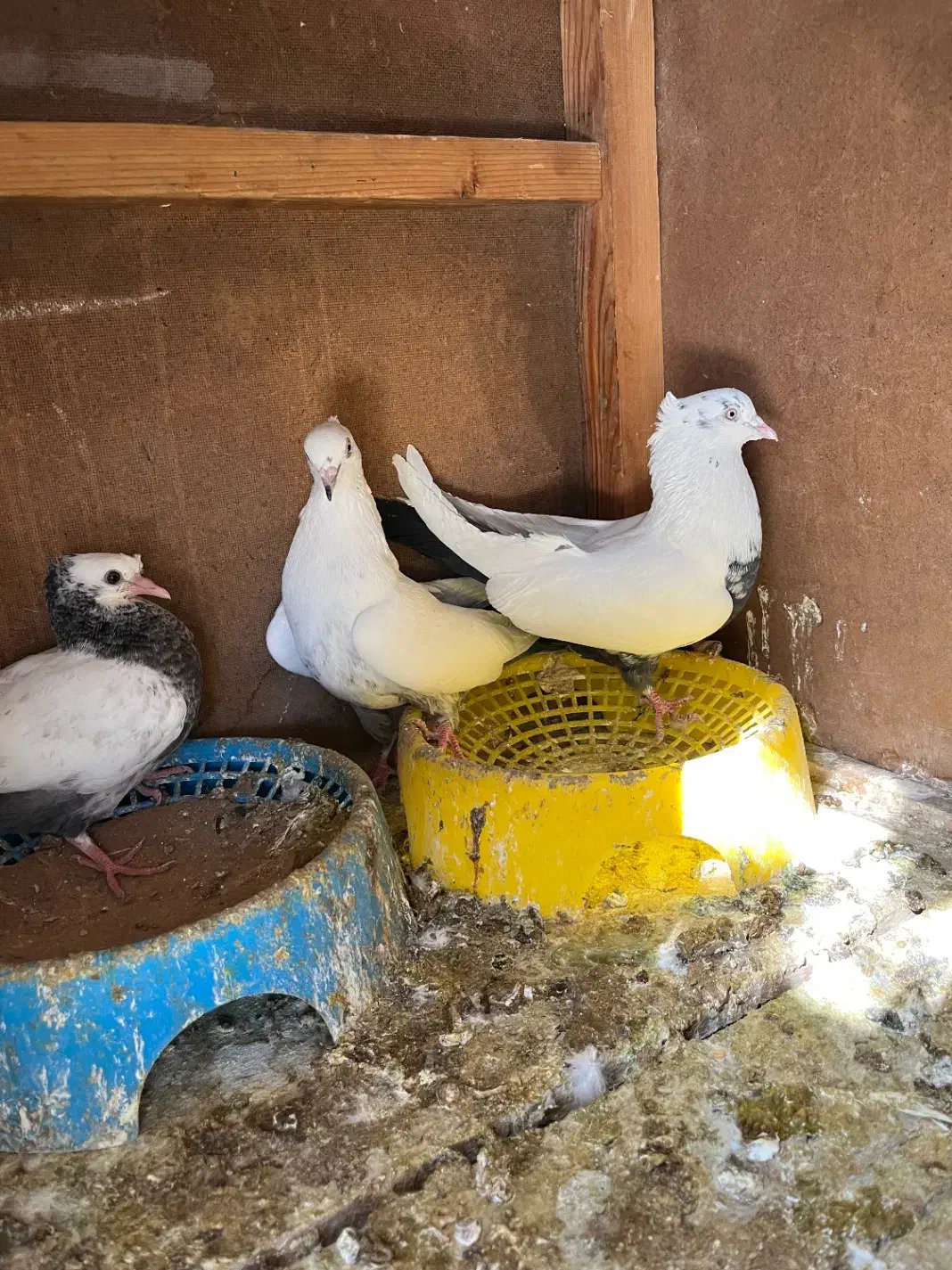 کبوتر|پرنده|شیراز, شهرک گلستان|دیوار