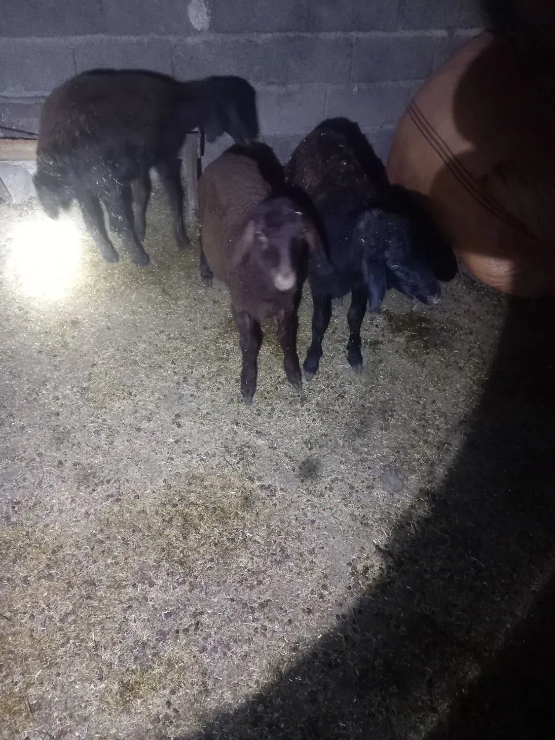 ۳عدد بره|حیوانات مزرعه|گنبد کاووس, |دیوار