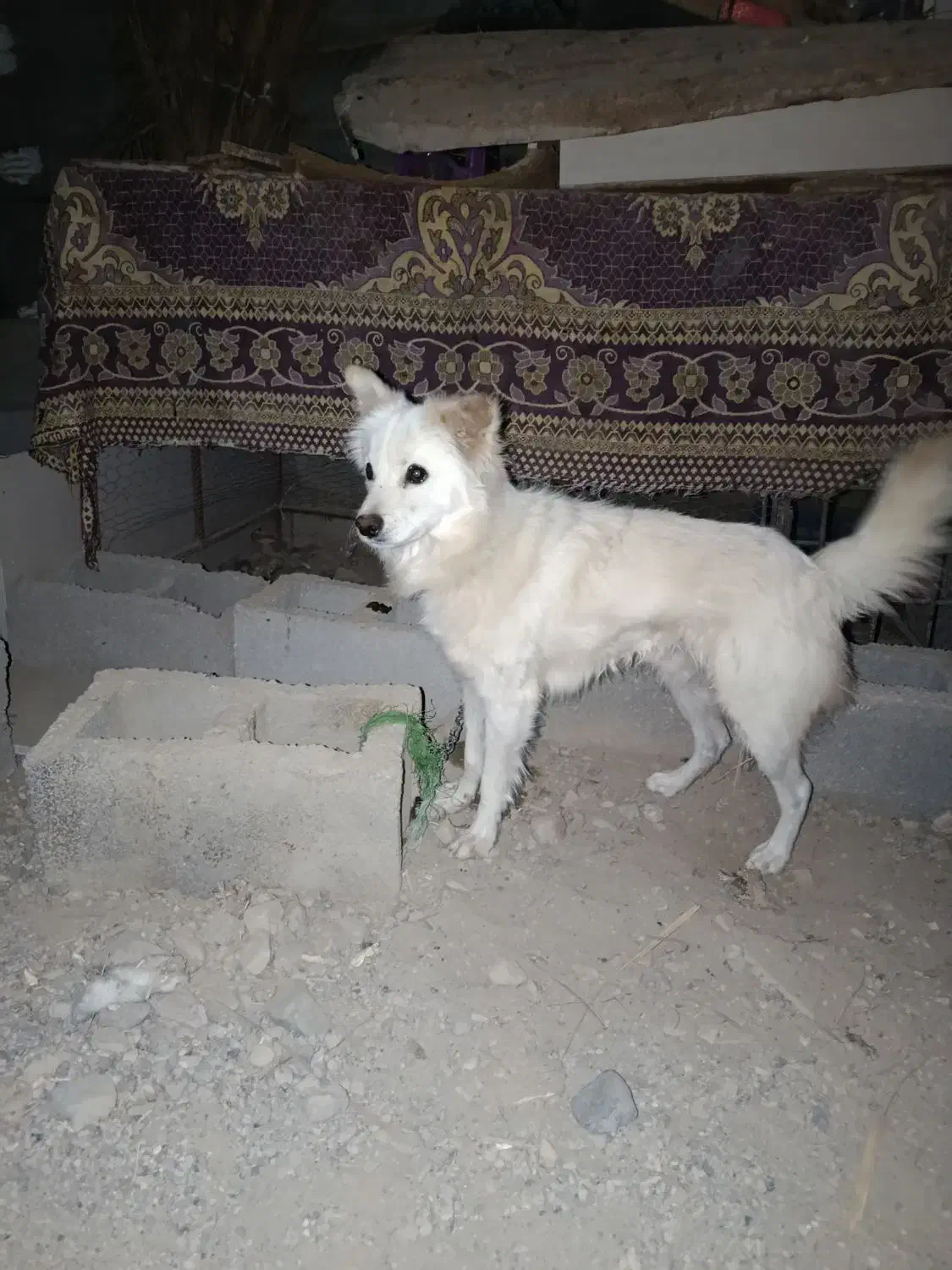 سگ پامر اشپیتز|سگ|ارزوئیه, |دیوار