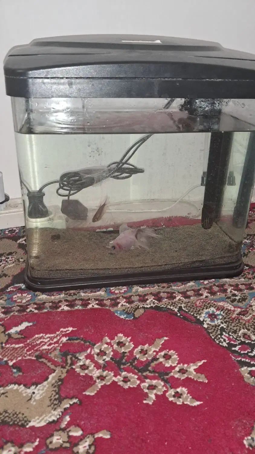 آکواریوم با دوعدد ماهی|ماهی|ابهر, |دیوار