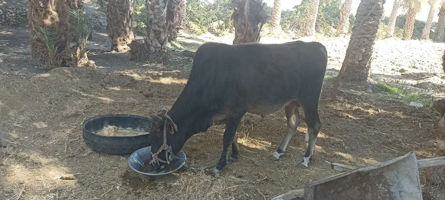 گاو نر فروشی|حیوانات مزرعه|پیپ, |دیوار