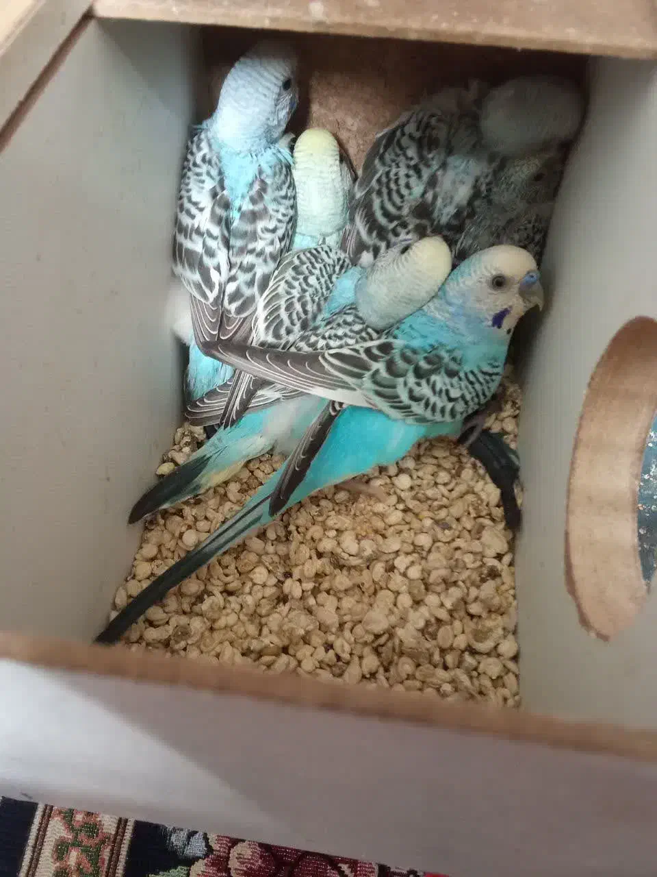 فزوش ۸عدد جوجه مرغ عشق سلاکی|پرنده|یزد, |دیوار