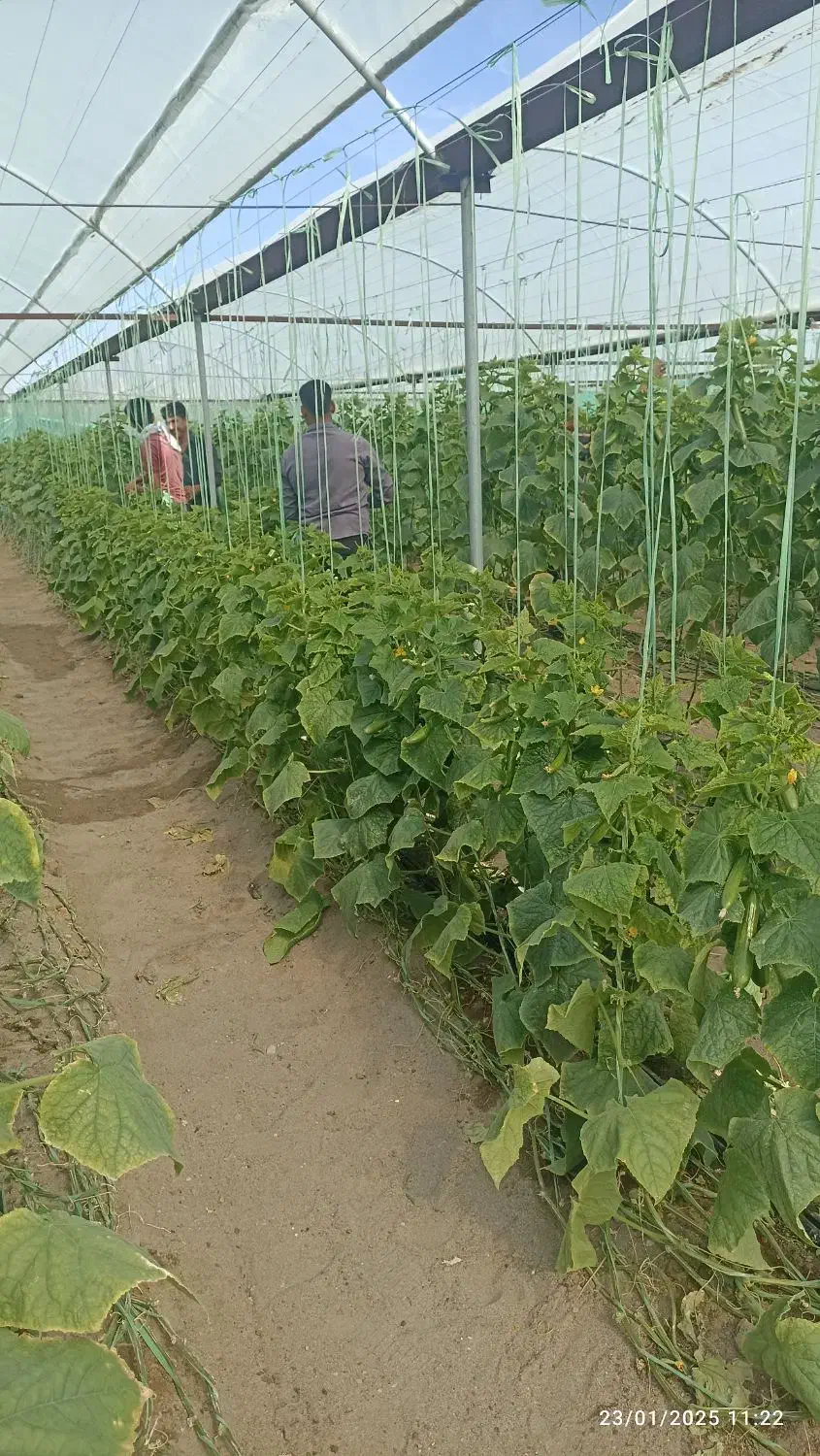 نخ بندی .پایین کشیدن خیار ب صورت روز انجام می شود|خدمات باغبانی و درختکاری|جیرفت, |دیوار