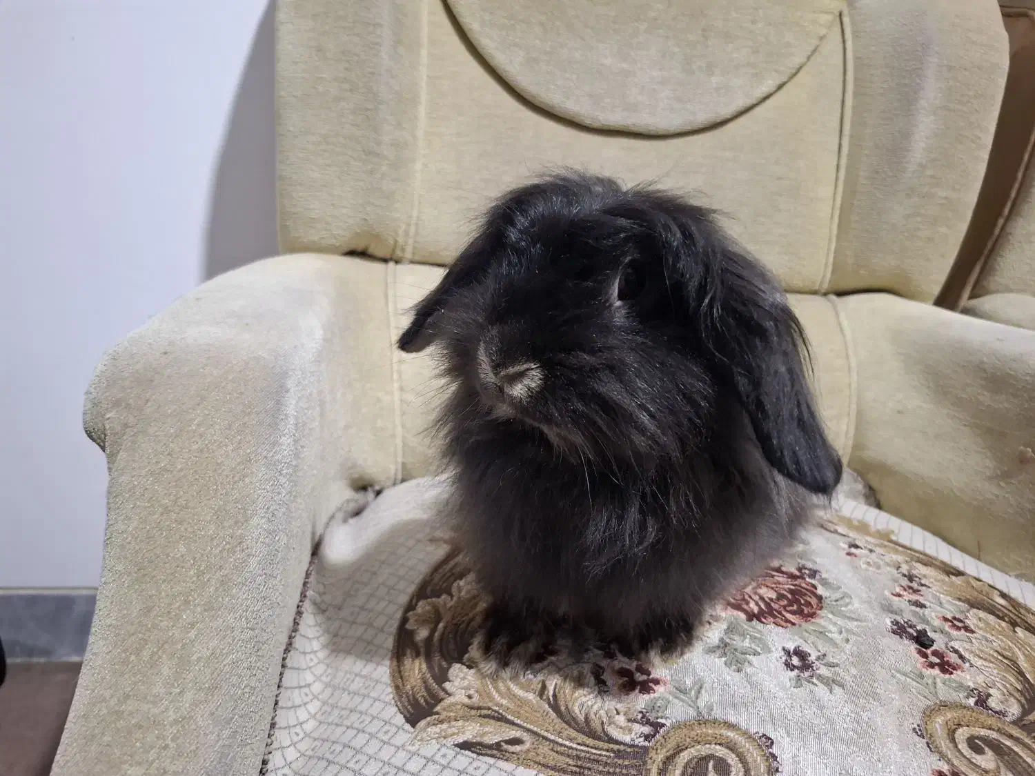 خرگوش های لوپ جرسی و لوپ آنگورا|موش و خرگوش|قم, جهان بینی|دیوار