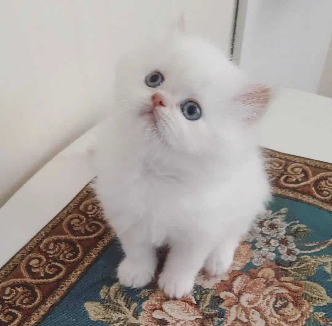 گربه کت|گربه|صدرا-فارس, فاز ۱|دیوار