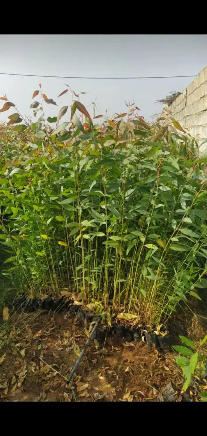 نهال آکالیپتوس(آکالاتوس)|گل و گیاه طبیعی|گتوند, |دیوار