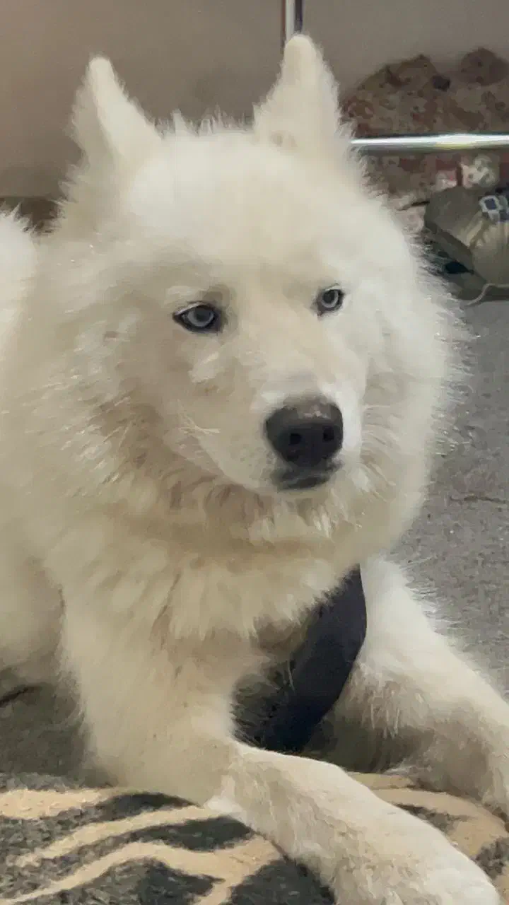 سگ گمشده|حیوانات|تبریز, |دیوار