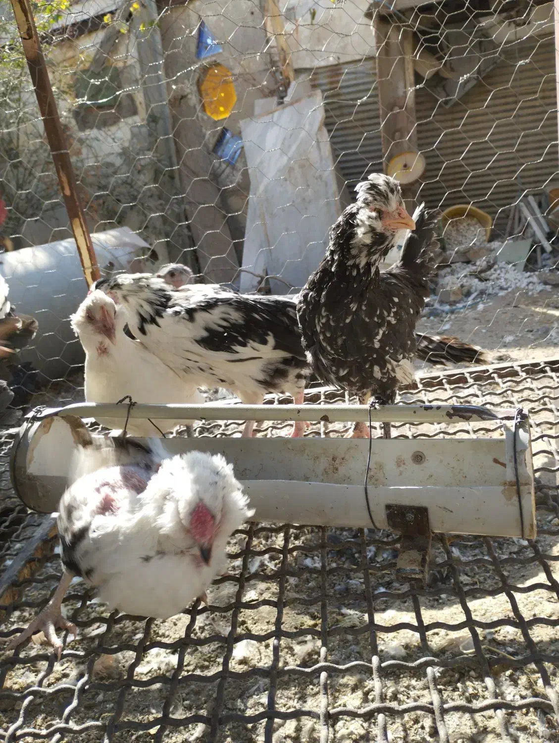 نیمچه مرغ گلین زیر مرغی|حیوانات مزرعه|کرج, شهرک جهان‌نما|دیوار