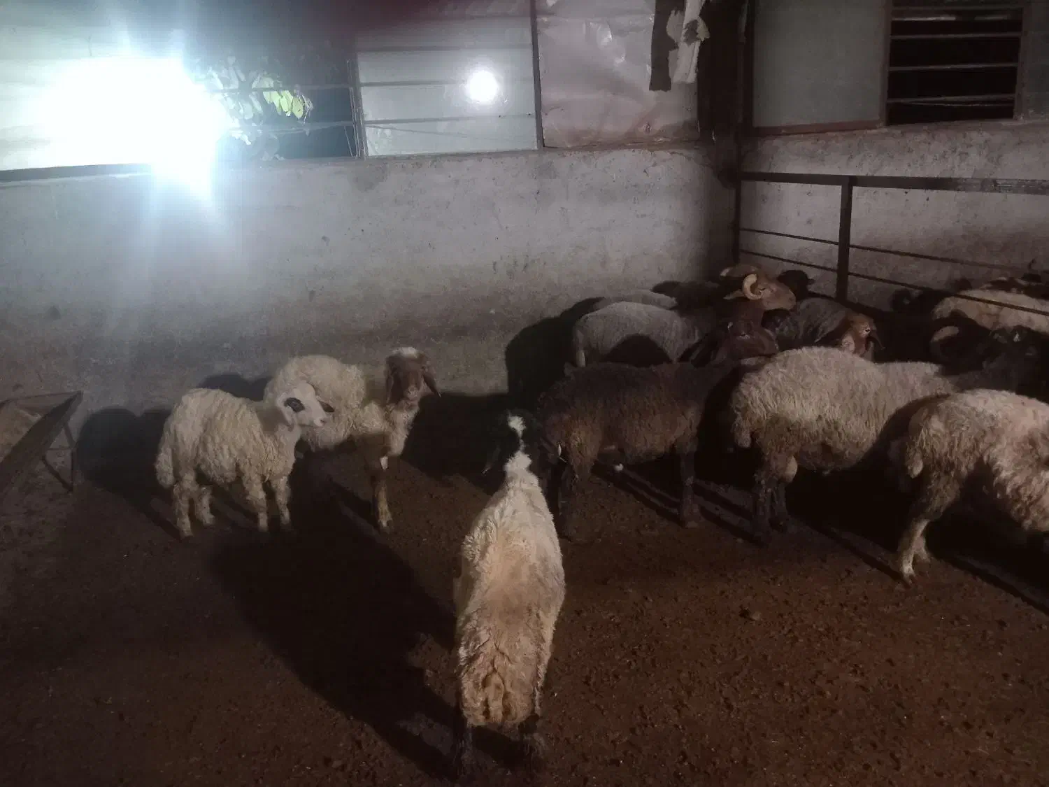 بره نر و گوسفند داشتی|حیوانات مزرعه|نکا, |دیوار