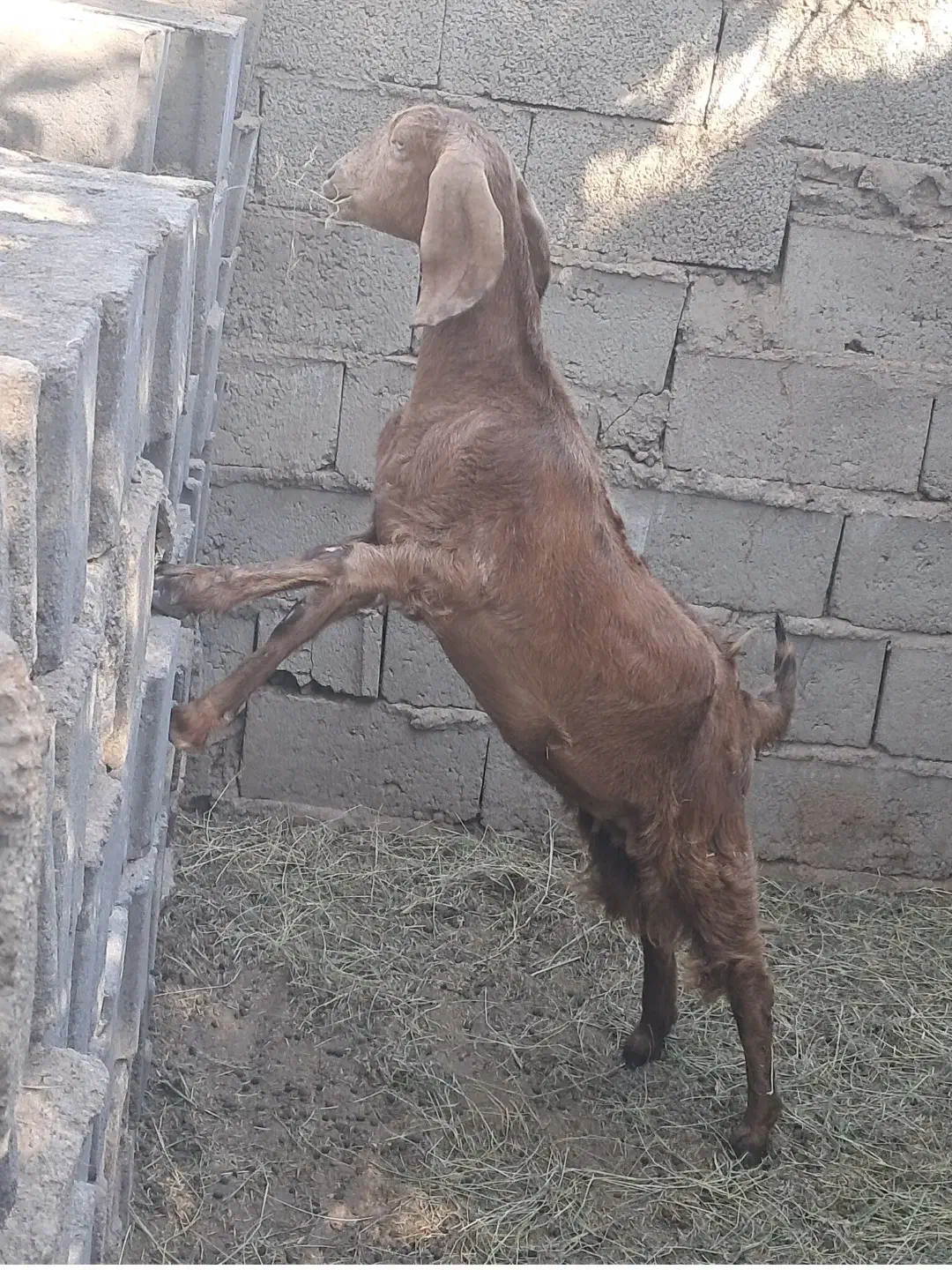 دوزدیده شدن|حیوانات|گنبکی, |دیوار