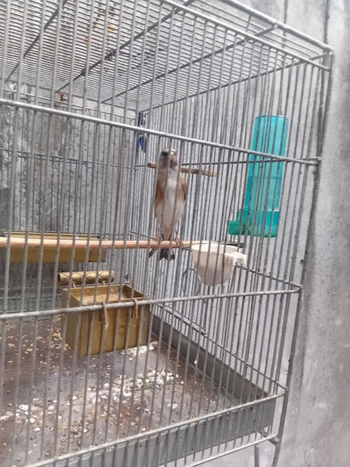 سره قناری|پرنده|بندر انزلی, عباس آباد|دیوار