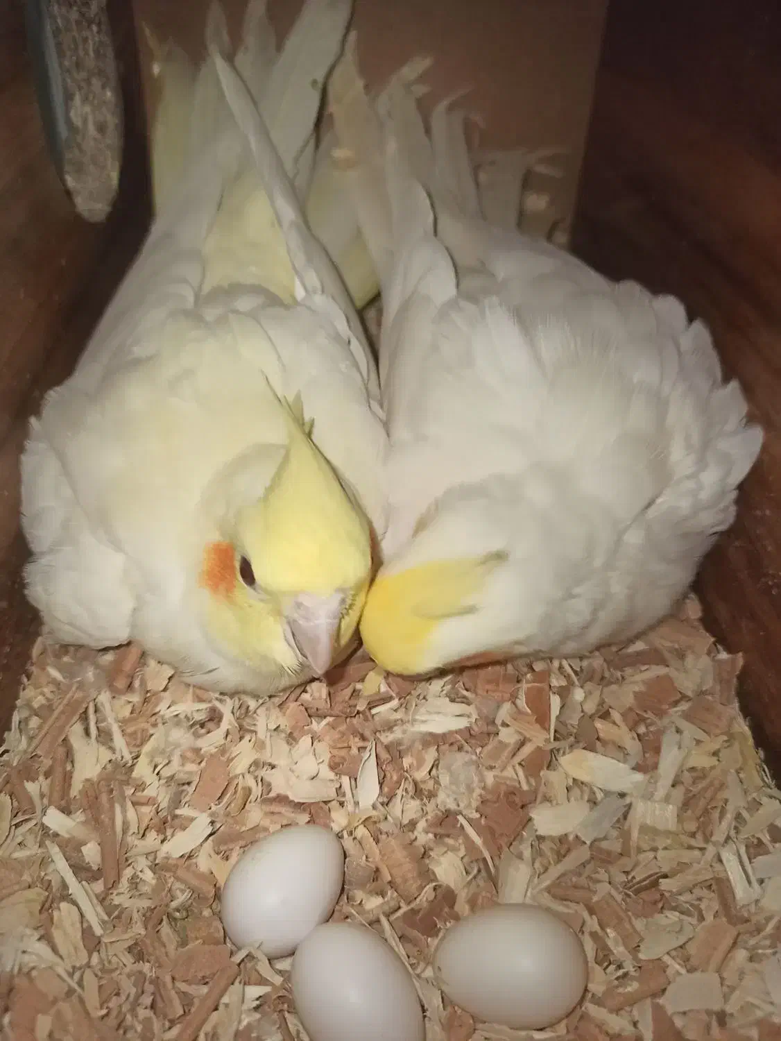 عروس هلندی لوتینو مولد|پرنده|مشهد, سیسآباد|دیوار