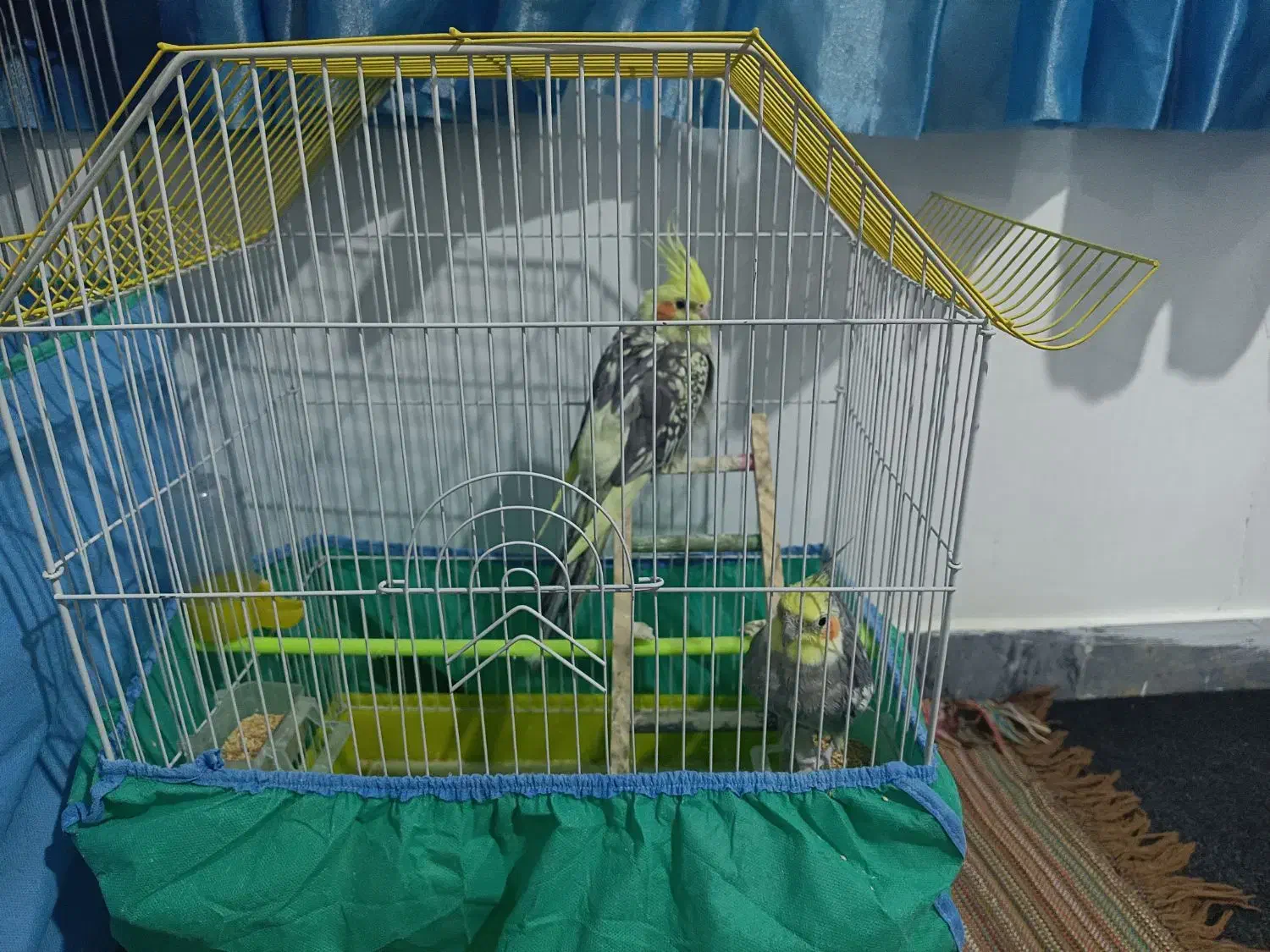 عروس هلندی|پرنده|مریوان, |دیوار