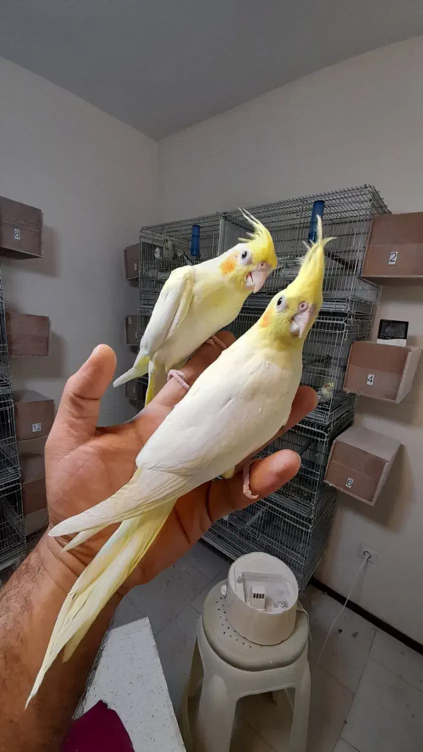 جوجه عروس کاملا رام و دستی|پرنده|پردیس, فاز ۱۱|دیوار