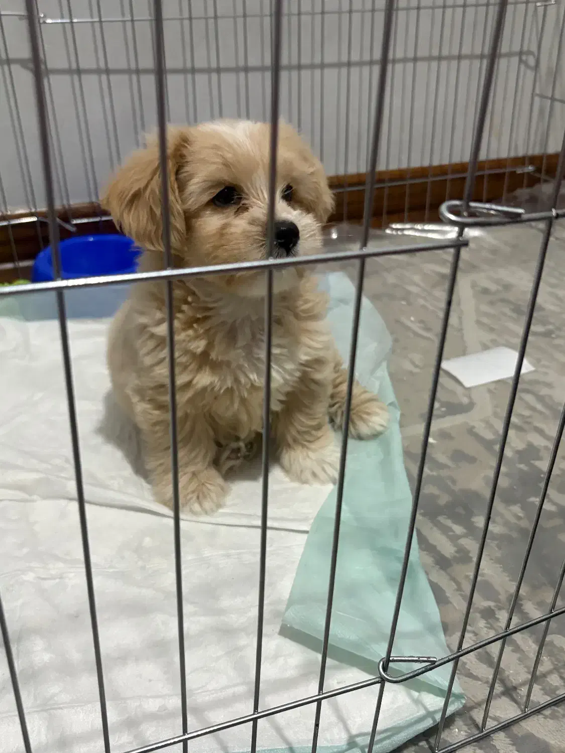 واگذاری یه فرشته کوچولو|سگ|تهران, هاشم‌آباد|دیوار