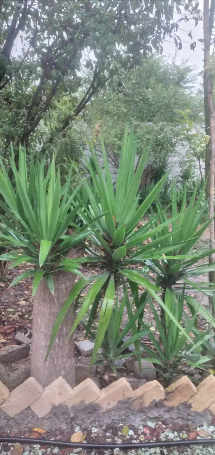 فروش گل یوکا|گل و گیاه طبیعی|زرگرشهر, |دیوار
