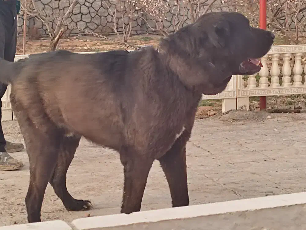 سگ سرابی|سگ|مبارکه, |دیوار
