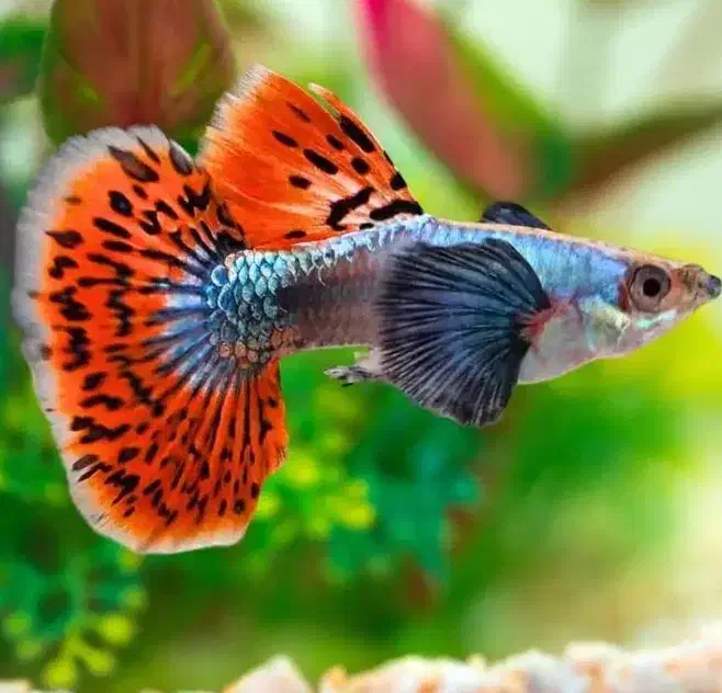 ماهی گوپی مولی پلاتی کالرزبرا لجن خارمیگو آکواریوم|ماهی|تهران, امام زاده حسن|دیوار