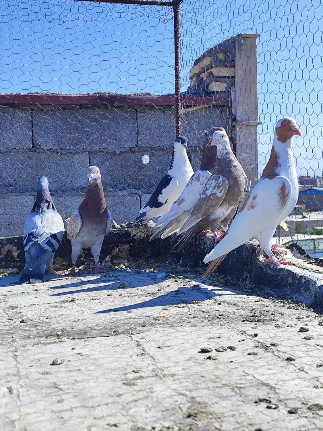 8عدد کفتر شکار|پرنده|کرمان, |دیوار