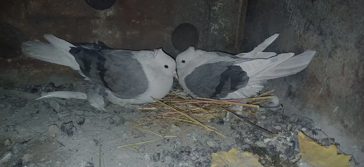 کبوتر دوکت سبز|پرنده|فلارد, |دیوار