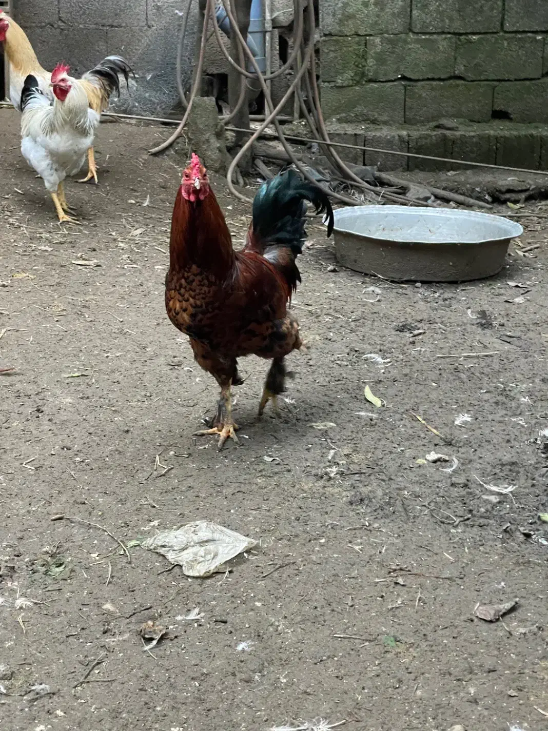 خروس پاپر|حیوانات مزرعه|لنگرود, |دیوار