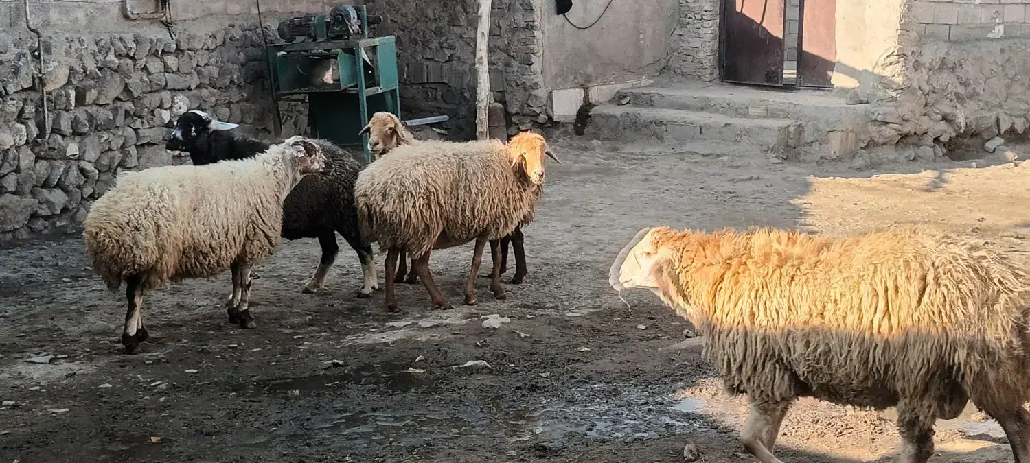 شش عدد گوسفند جوان چفتی ۳۴ملیون|حیوانات مزرعه|هوراند, |دیوار