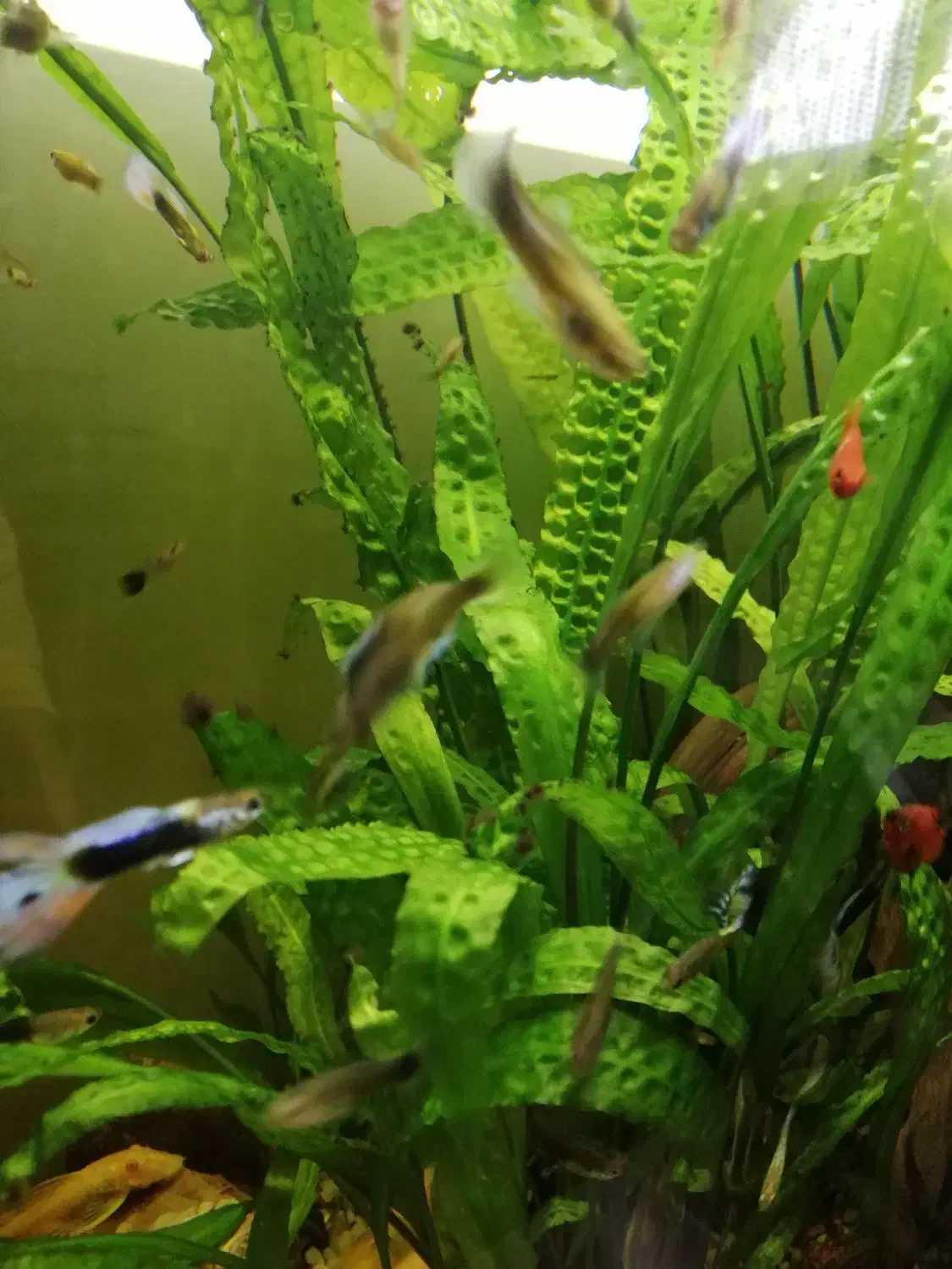 اکواریوم پلنت|ماهی|برخوار, |دیوار