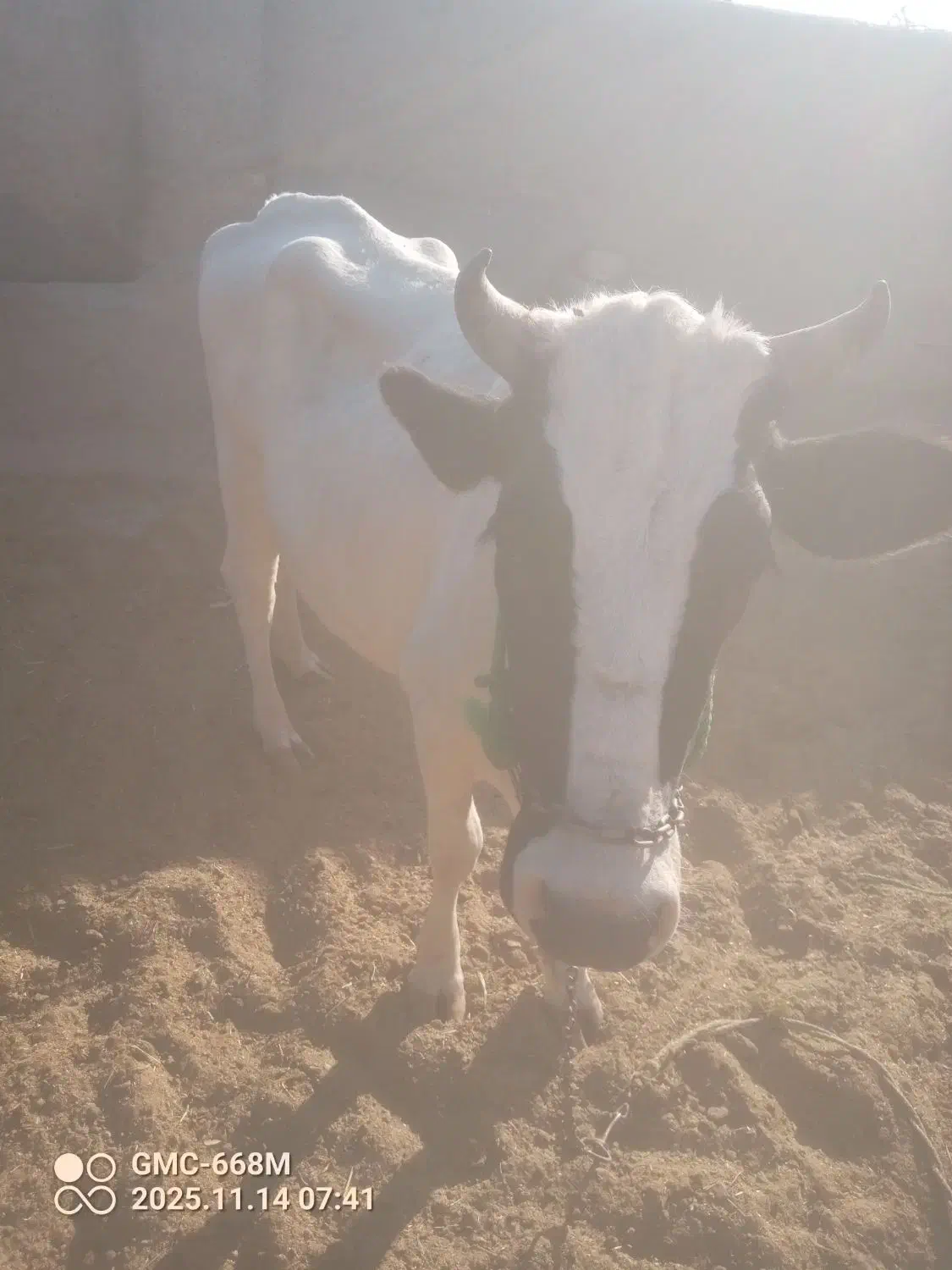 گستر زه اول|حیوانات مزرعه|زابل, |دیوار