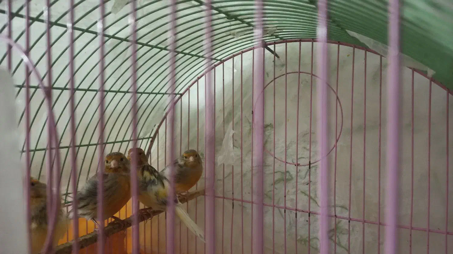 سه عدد قناری ماده فروشی دانه ای ۸۰۰ تومن|پرنده|کبودرآهنگ, |دیوار