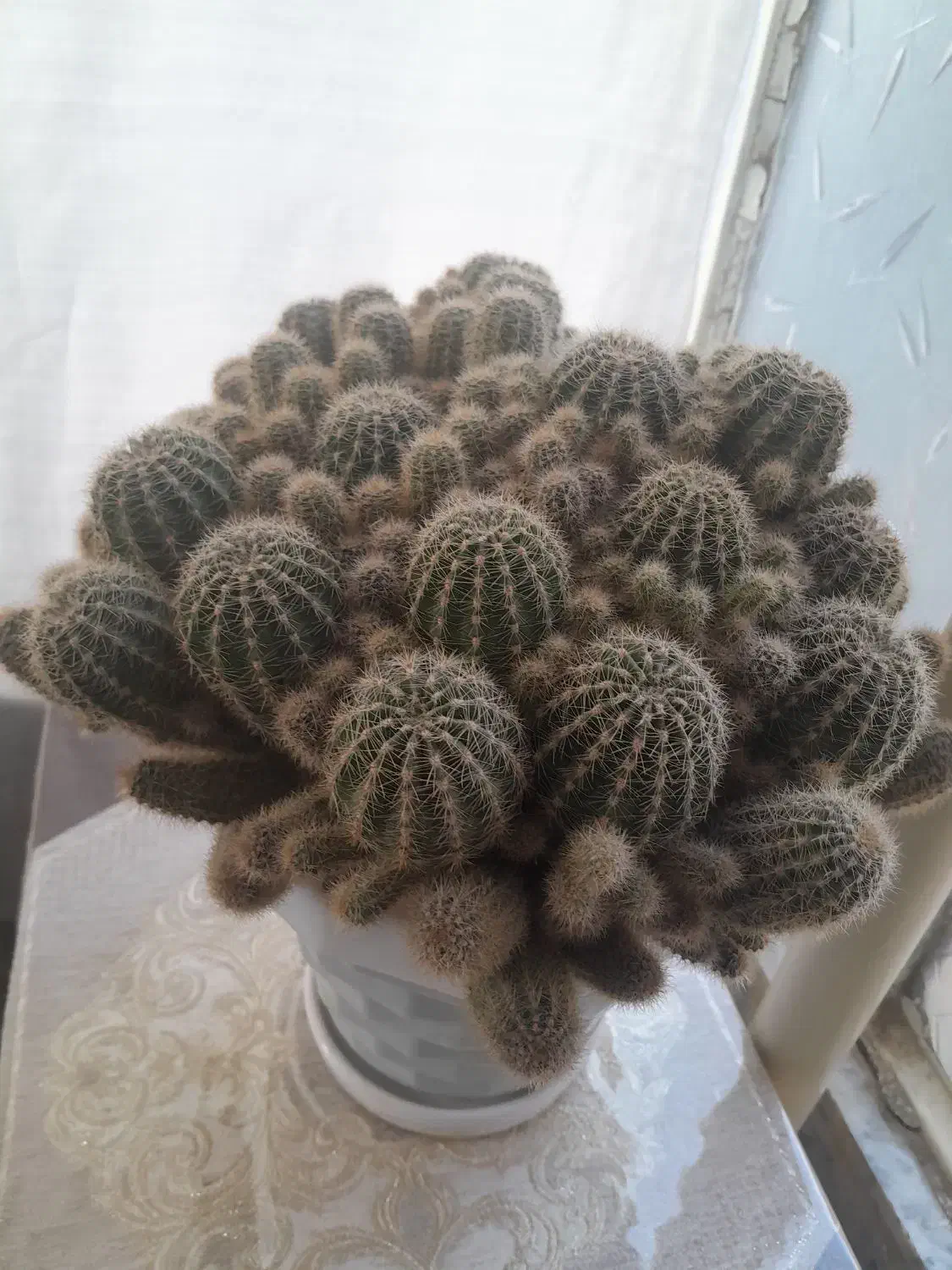 کاکتوس کمیاب|گل و گیاه طبیعی|بروجرد, |دیوار