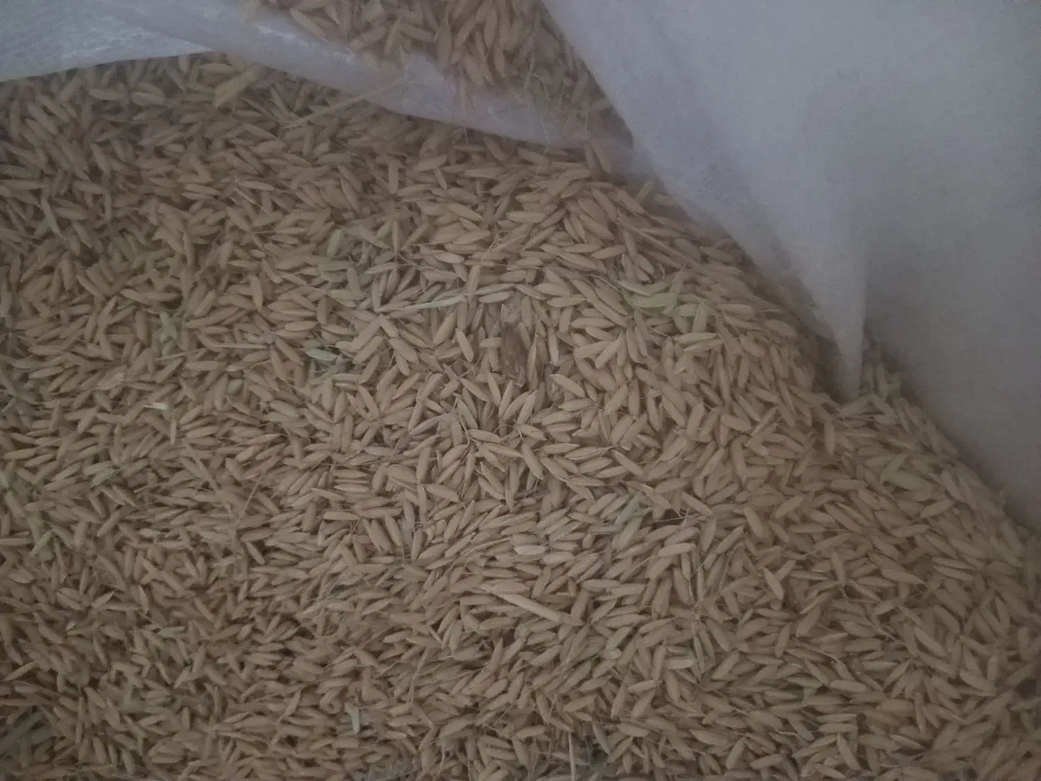 چلتوک|کلکسیون و سرگرمی|شیروان (لرستان), |دیوار