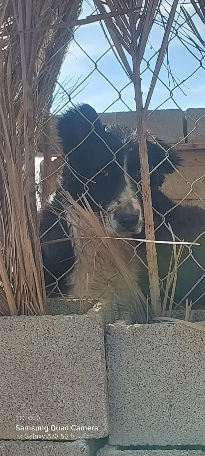 واگذاری جفت سگ لاس قهدریجونی|سگ|سروستان, |دیوار