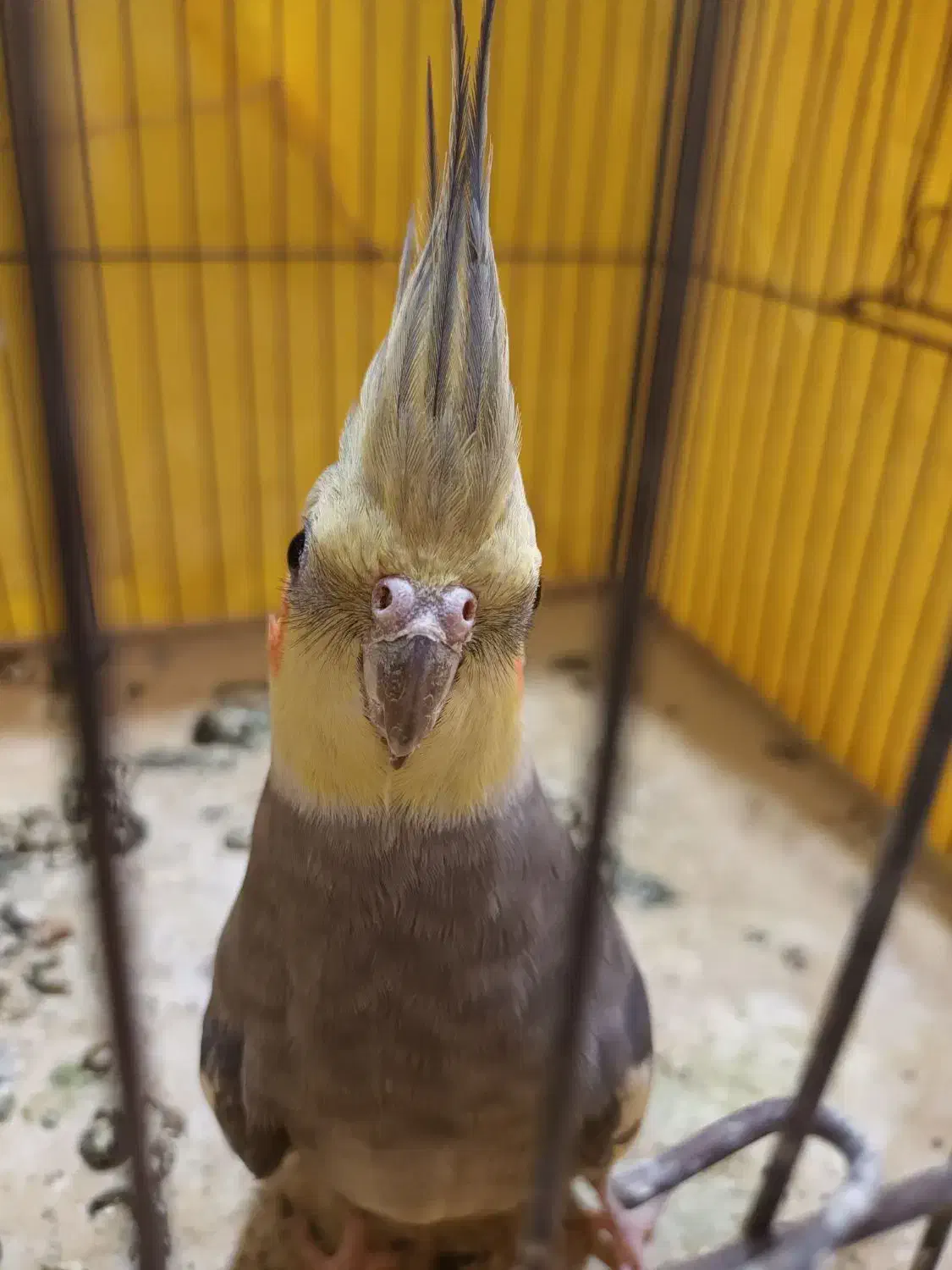 عروس هلندی|پرنده|اردبیل, |دیوار